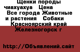 Щенки породы чиахуахуа › Цена ­ 12 000 - Все города Животные и растения » Собаки   . Красноярский край,Железногорск г.